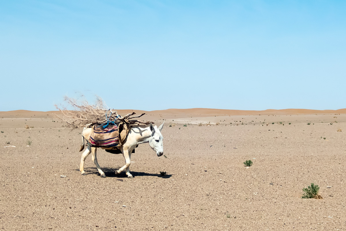 The donkey on the plains west of Maranjabi dunes.