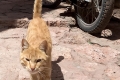 The ginger cat from Abyaneh