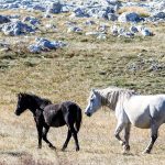 Wild horses of the Krug plateau above Livno