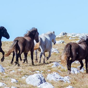 It took me almost ten years to finally visit the wild horses of plateau Krug above Livno in BiH