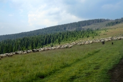 P7200042o