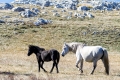 Wild horses of the Krug plateau above Livno