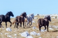 It took me almost ten years to finally visit the wild horses of plateau Krug above Livno in BiH