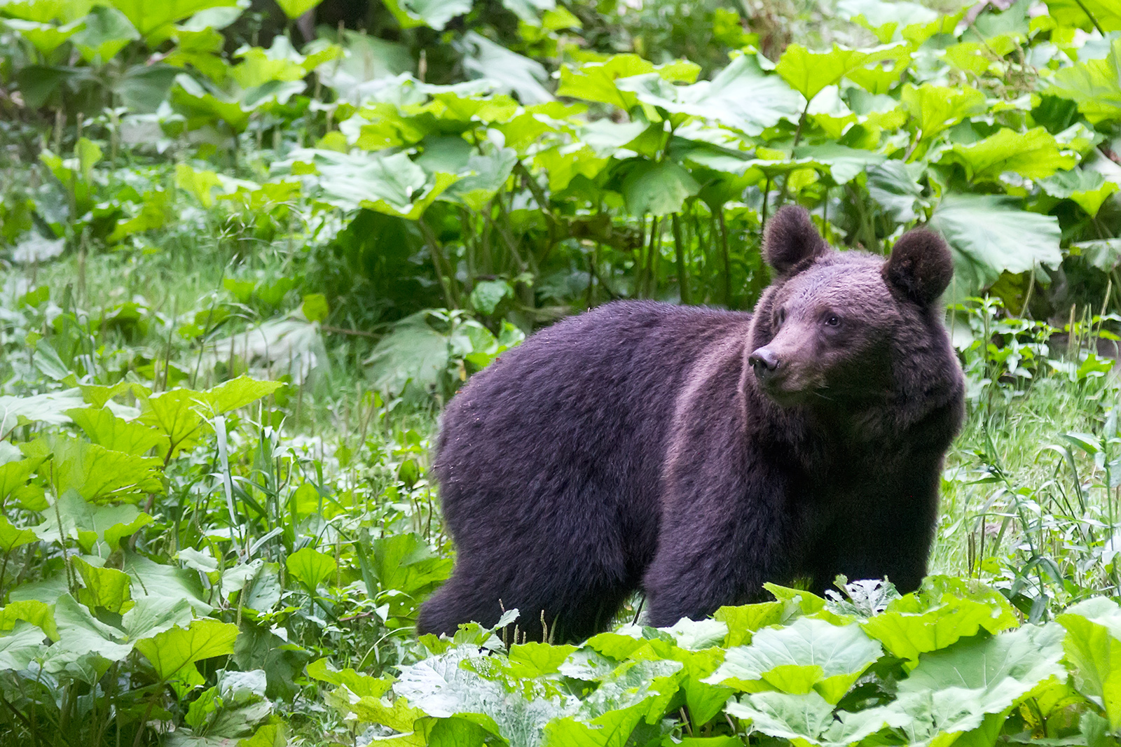 The big Carpathian Bear at the clearing near the bear hide