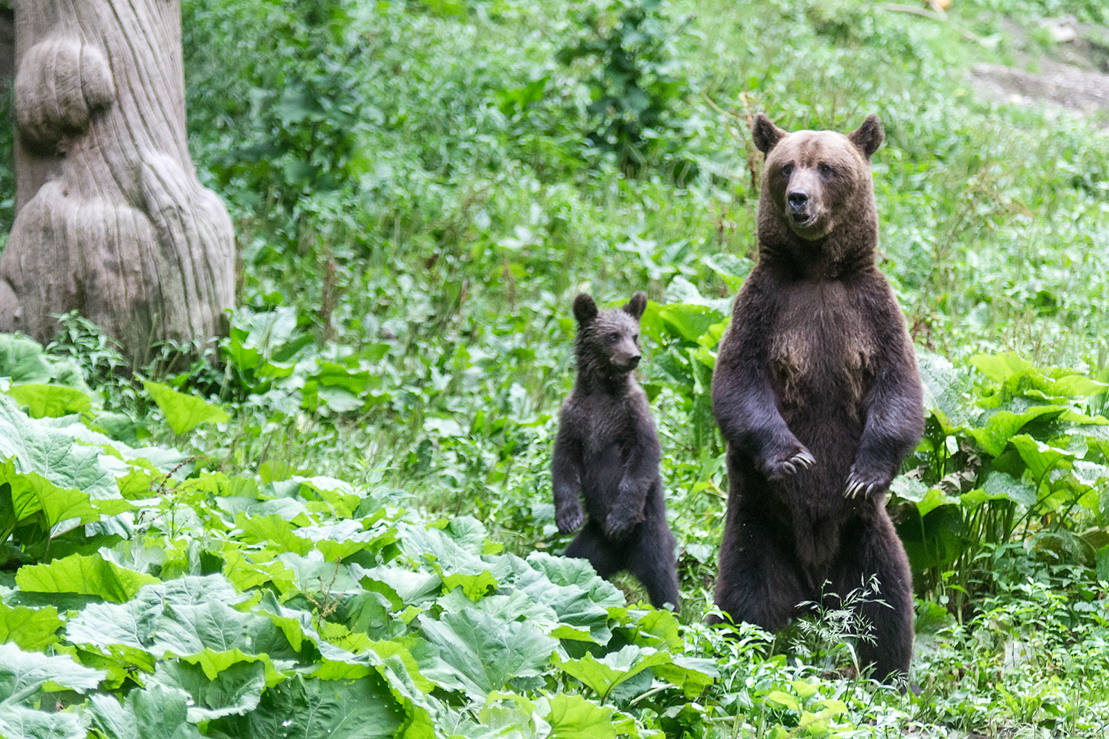 Even during feeding the bears were listening for any sound of possible danger