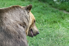 One of the 98 bears in Libearty Bear Sanctuary in Zarnesti