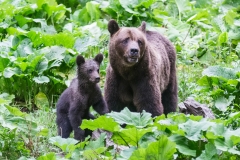 The mamma bear and the baby bear were of course stars of the bear show