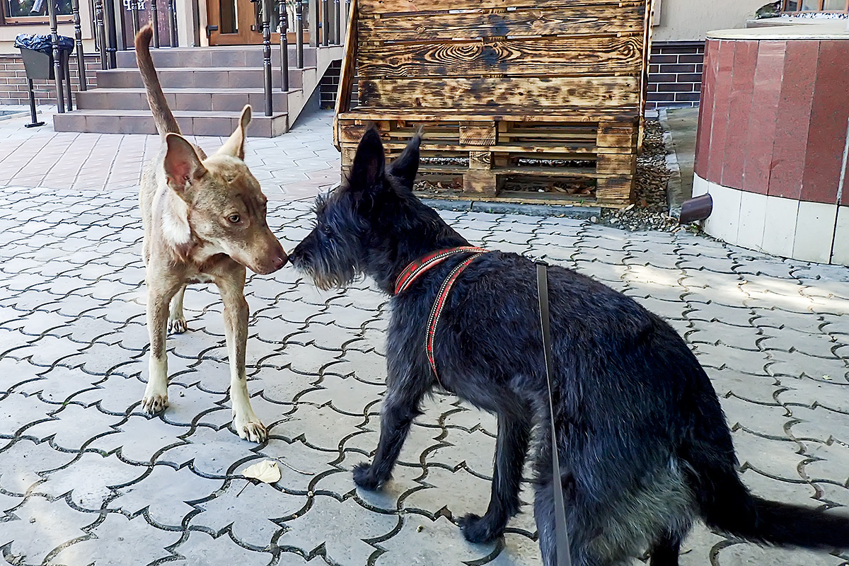 Punky playing with a local dog in Tiraspol.