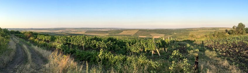 Neskončna obdelana polja v daljavi in vinogradi
